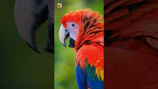 ​Red Macaw Sounds (Crisp Jungle Vocalizations on Camera)
