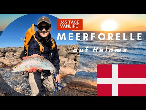 MEERFORELLE in Dänemark - FishCoast - 365 Tage Vanlife durch Europa