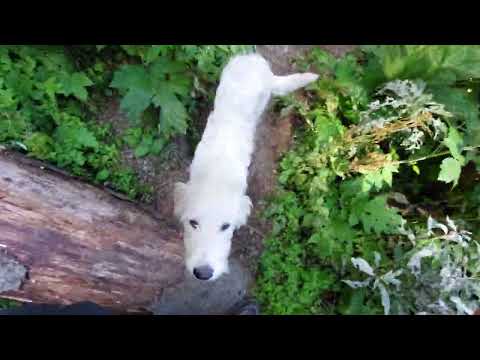 Gura Diham Prepeleac Malaiesti