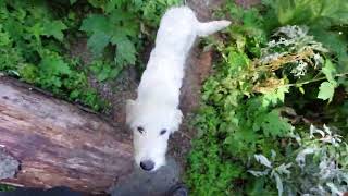 Gura Diham Prepeleac Malaiesti