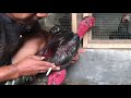 BREED GHANOY Xxx PHAKOY BRUTAL