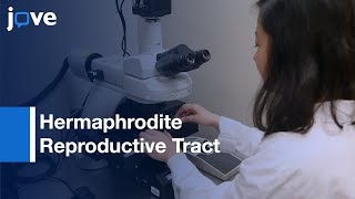 Sperm Guidance and Motility in Hermaphrodite Reproductive Tract | Protocol Preview
