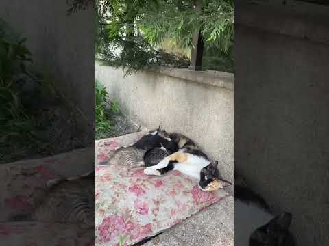 Cute little darlings #explore #cat #cute #catvideos #catlover #funny #catvideos