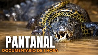 PANTANAL: Os Predadores Mais Ferozes Das Águas Brasileiras