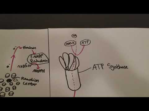 Photosynthesis (Light Reactions and the Calvin Cycle)