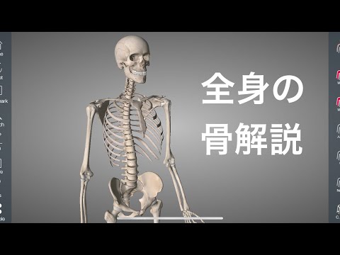 レンゲの骨について詳しく解説