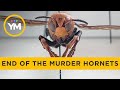 End Of The Murder Hornet Invasion Your Morning