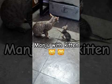 manju with kitten | #ytshorts #shorts #shortsviral #viral #viralvideo #cat #manju #manjucat