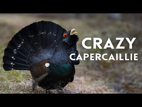Get Wild With Game Crazy Cappercaillie!