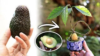 アボカドの湯吞みミニ盆栽 大人の自由研究 【Bonsai diary 盆栽日記 12/20】初心者の簡単園芸、盆栽の作り方 アボガド avocado DIY EOS R5