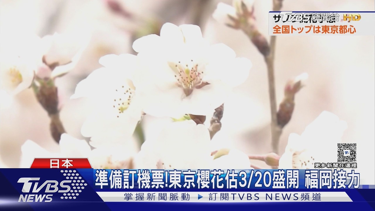日本櫻花季3/20東京率先綻放!「600度法則」揭開花秘密