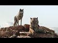 The Jungle Book 2016 Shere Khan Kills Akela Telugu