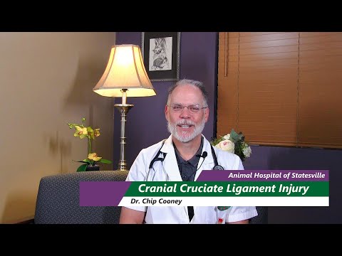 Cranial Cruciate Ligament Injuries