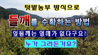 [텃밭농부 1,707]  텃밭농부 방식으로 들깨를 수확하는 방법. 잎들깨도 열매가 열린다. #들깨재배