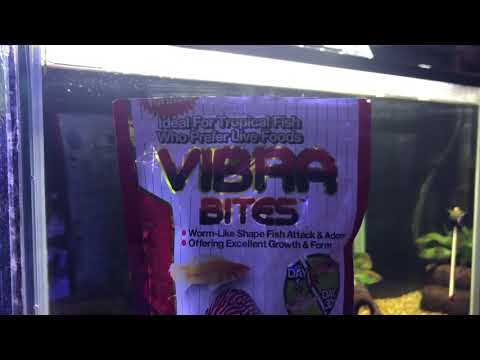 スネークヘッド 植物