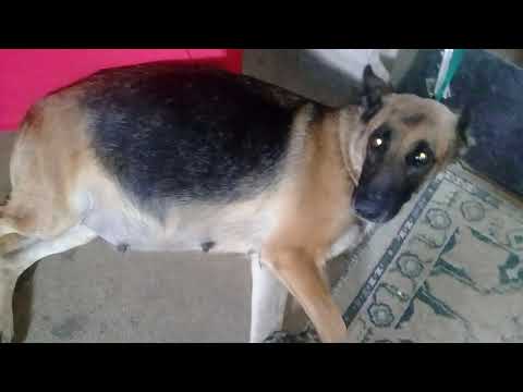 gestação do partor alemão najia 52 dias