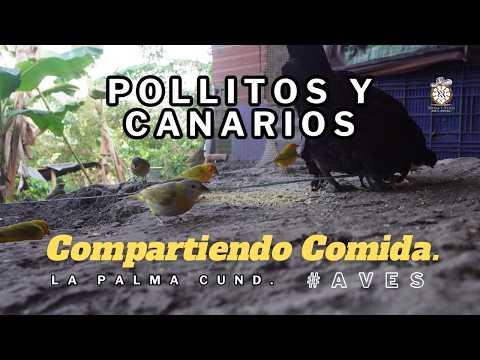 Canarios pollos  y gallinas comiendo juntos