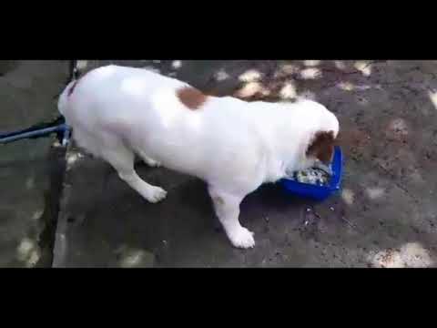 #DOGS/HASHIM/RORONG/RAZZY/FEEDING TIME#SHORTS