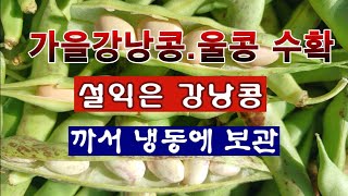 [텃밭농부 2,112]  가을강낭콩, 울콩 수확. 설익은 풋콩은 까서 냉동 보관! #강낭콩재배 #울콩재배