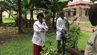 Warbugia   Harvesting