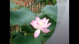 You Don't Know Me by Patti Page (HD)