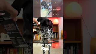 Canine Rising or Pawfect Order?? #pokemon #pokemoncards #packopenning #pokemontcg #shorts