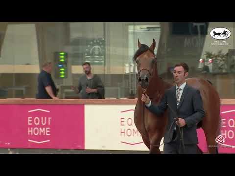 N 204 LIBERO KA   Belgian Nationals In Hand classes   Stallions 4 6 Years Old Class 10