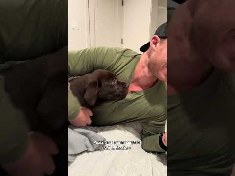 The phases of owning a lab 😆 #puppy #retreiver #funnydog #labrador #labradoretriever