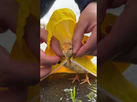 Küçük Civcivimi Yağmurdan Korudum #shorts