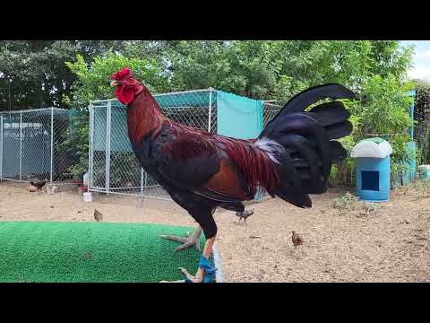 1/2 Kelso 1/4 Murphy 1/4 Asil