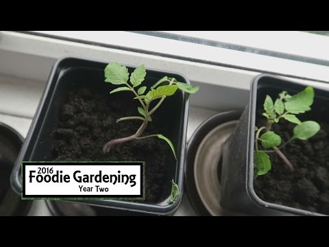 Tomato Plugs I Foodie Gardening Y2E11