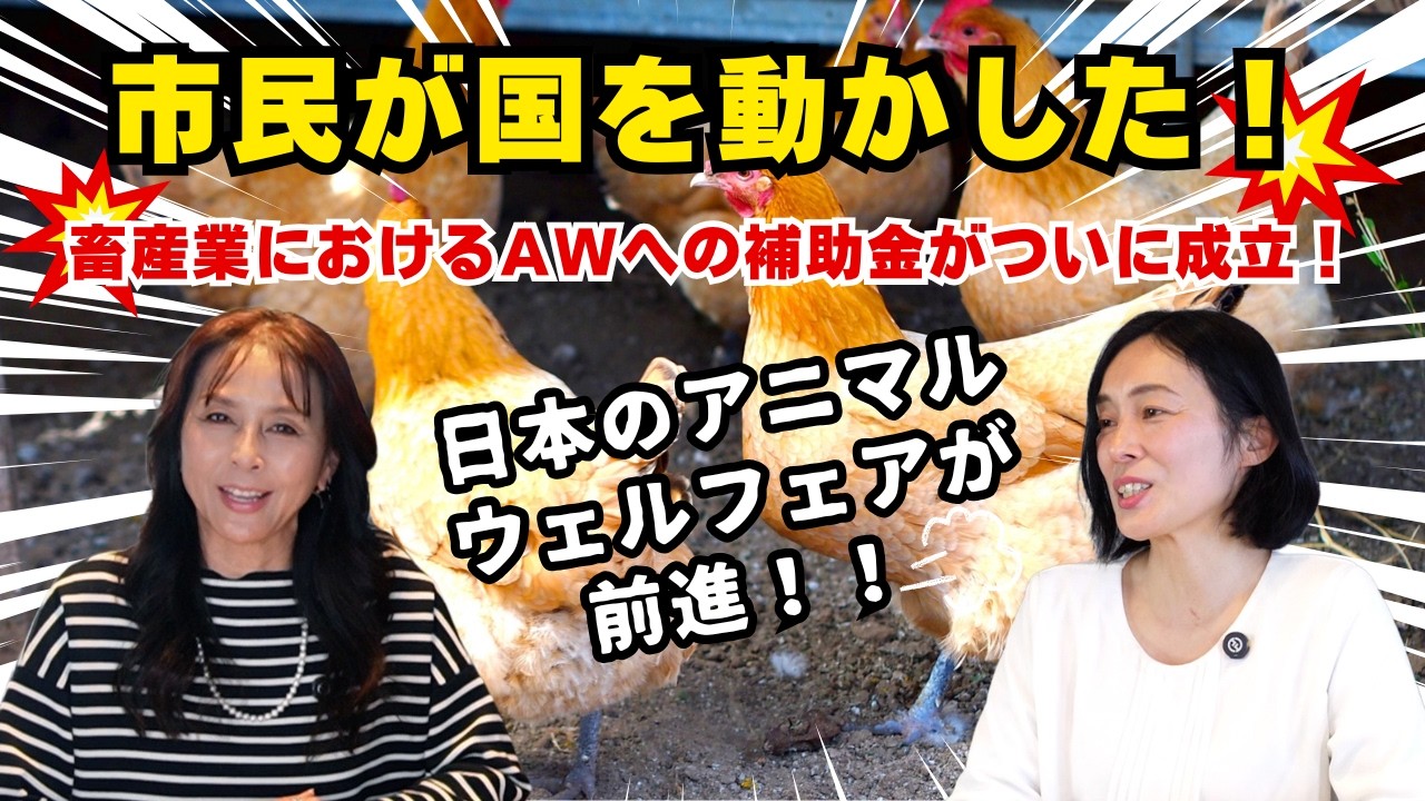 【日本のアニマルウェルフェアが前進】市民が国を動かした！畜産業におけるAWへの補助金がついに成立！