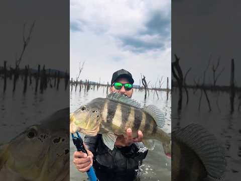 Azulão em Babaçulândia-TO, lugar de peixe grande!!!!