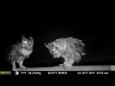Great Horned Owls sing an early morning duet
