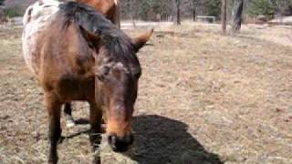 Horse video 001