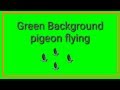 Green Background Video Vfx Pigeon Flying In The Sky