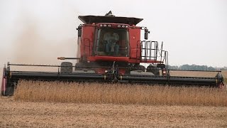 preview picture of video 'Steve Sauder Farms Soybean Harvest, Case IH 8120 Combine on 10-1-2014'