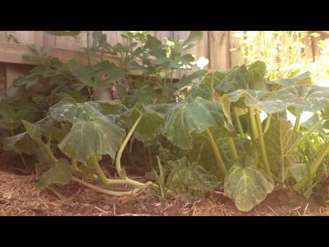 the secret life of pumpkins