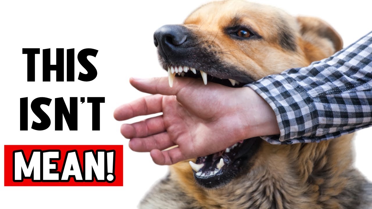Pay Attention 🚨 Does Your Dog Bite Your Hand? THESE Are the Reasons