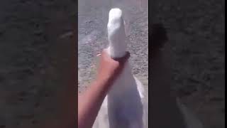 Acariciando el ganso