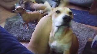 Video preview image #1 Catahoula Leopard Dog-Labrador Retriever Mix Puppy For Sale in Sebec, ME, USA