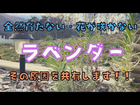 レンゲツツジが咲かないのはなぜですか?その原因と対処法をご紹介します！  庭園