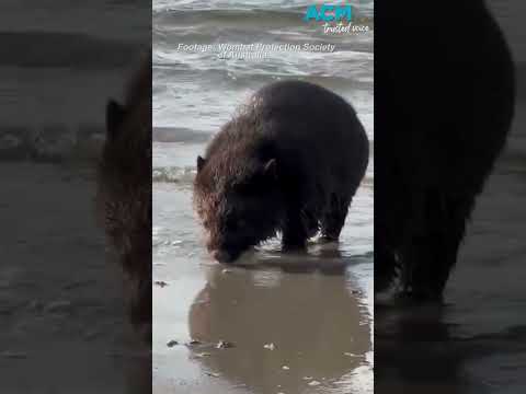 Wacky wombat goes for a swim at Tasmanian beach