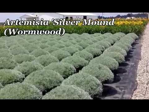 Best Perennials - Artemisia Silver Mound (Wormwood)