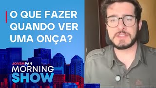 Onça-pintada que atacou e devorou caseiro é capturada; entenda com biólogo