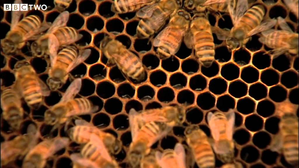 Welcome to the Code - The Code - BBC