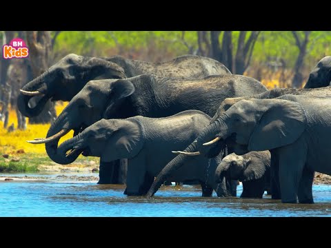 Con Vỏi Con Voi Cái Vòi Đi Trước - Nhạc Thiếu Nhi Con Vật Cho Bé Ăn Ngon, Bài Hát Thiếu Nhi Vui Nhộn