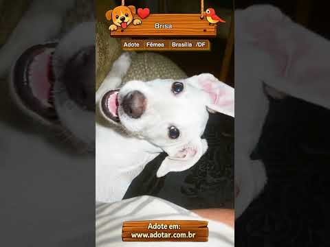 Vídeo de Brisa