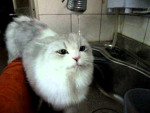 貓咪喝水 超可愛的啦 