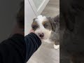 Mini Bernedoodle dogs for sale: Jimmy - Video 1
